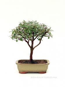 Syzingium buxifolium szobabonsai