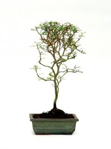 Sophora prostrata 'Little baby' bonsai