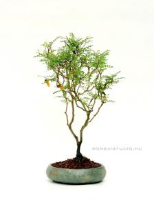 Sophora prostrata 'Little baby' - beltéri bonsai