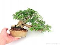 Premna japonica bonsai