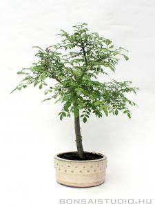 Fraxinus formosana