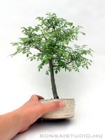 Fraxinus formosana