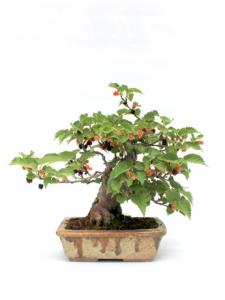 Fekete eperfa bonsai