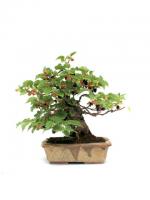 Fekete eperfa bonsai