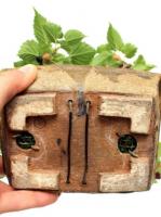 Fekete eperfa bonsai
