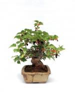 Fekete eperfa bonsai}