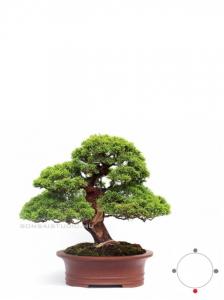 Juniperus chinensis 'Itoigawa' bonsai
