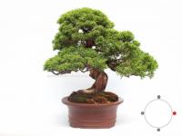 Juniperus chinensis 'Itoigawa' bonsai