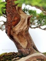 Juniperus chinensis 'Itoigawa' bonsai
