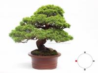 Juniperus chinensis 'Itoigawa' bonsai}
