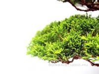 Juniperus chinensis 'Itoigawa' bonsai}