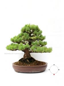 Pinus parviflora bonsai