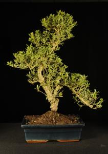 Ilex crenata- Csipkéslevelű  magyal 2