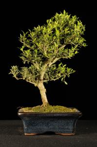 Ilex crenata- Csipkéslevelű  magyal 3.