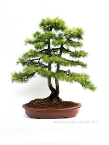 Larix decidua bonsai