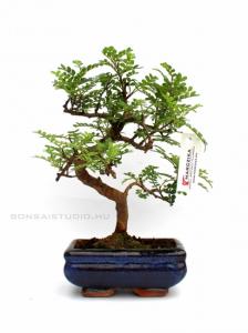 Zanthoxyllum piperitum - Borsfa bonsai 15S