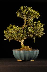 Ilex creneta- Csipkéslevelű magyal 4.