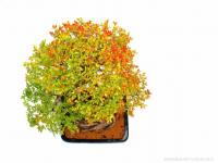 Kínai szil nagy méretű bonsai