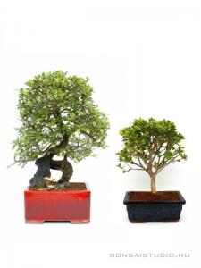 Bonsai ajándék csomag 32.