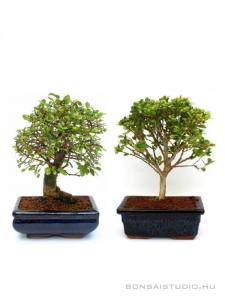 Bonsai ajándék csomag 33.