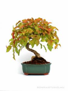 Carpinus coreana bonsai
