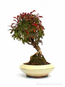 Berberis thunbergii bonsai
