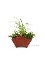 Orchidea kusamono mázas tálban 04.