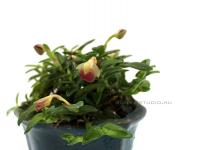 Orchidea kusamono mázas tálban 06.