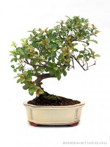 Sageretia theezans - Szagerécia bonsai 01.