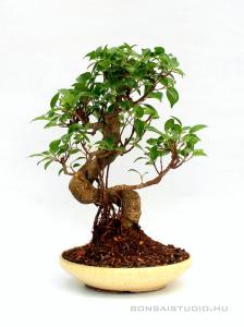 Ficus retusa bonsai mázas tálban