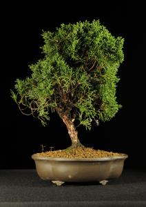 Juniperus chinensis- Kínai boróka