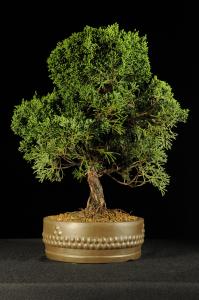 Juniperus chinensis- Kínai boróka 2