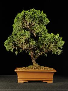 Juniperus chinensis- Kínai boróka 3.