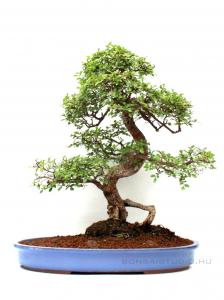 Kínai szil bonsai lila mázas tálban