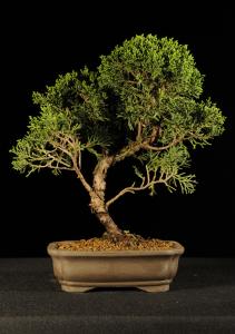 Juniperus chinensis- Kínai boróka 4.