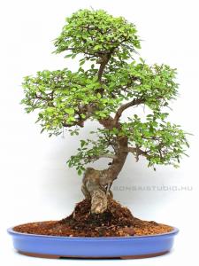 Kínai szil bonsai mázas lila tálban