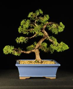 Juniperus chinensis- Kínai boróka 5.