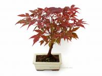 Japán juhar bonsai beige tálban