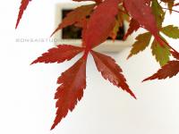 Japán juhar bonsai beige tálban