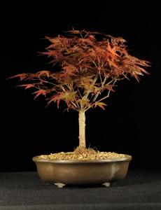 Acer palmatum 'Deshojo'- Japán juhar