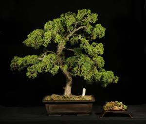 Juniperus chinensis-egyedi darab 19