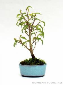 Ficus benjamina beltéri bonsai