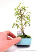 Ficus benjamina beltéri bonsai