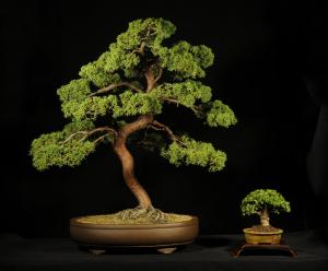 Juniperus chinensis-egyedi darab 20