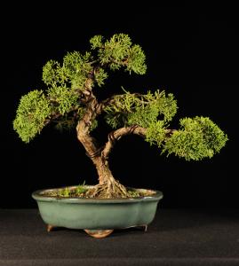 Juniperus chinensis-Kínai boróka (drótozott,alakított)