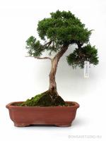 Juniperus chinensis - boróka bonsai előanyag 02.: