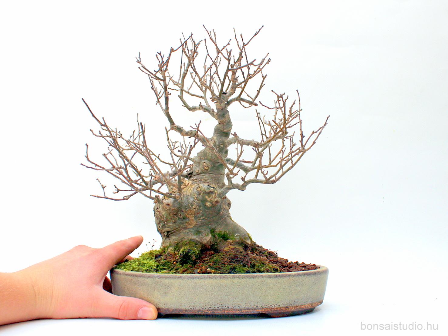bonsai silver maple Large Japanese Maple Specimen Bonsai