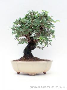Zelkova nire bonsai 03.
