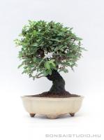 Zelkova nire bonsai 03.
