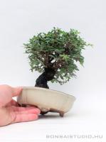 Zelkova nire bonsai 03.